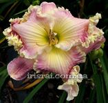 ��������  " SEXY SAMANTHA" 