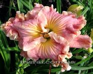 ��������  " SEXY STELLA " 