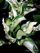 Hosta"Sails Ho"
