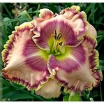 �������� SINK INTO YOUR EYES