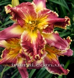 ��������  " SNARKY"