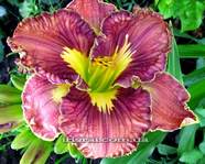 ��������  " SPACECOAST PATTERN PLUS "