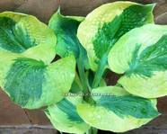 Hosta 'Sara's Sensation' 