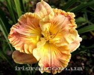 ��������  "SULTRY BREEZES"