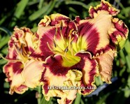 ��������  " Sweet Almond Mint " 