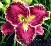 ��������  " SWIMMING DEEP "