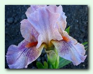 Sabrina�s Kiss (�������� ���)