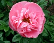 Paeonia Salmon Dream