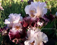 ���� Samba Queen (����� ����)