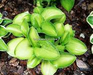 Hosta 'Sand Mouse'   
