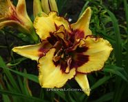 Sayville (������)