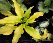 Hosta "Scituate Sunrise" 
