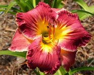 �������� SCARFACE