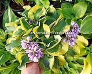 Hosta 'School Mouse'