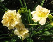 Schnickel Fritz (������� ����)