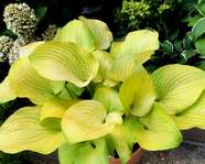  Hosta ' School Bus '