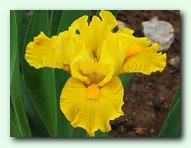 Scream (�����)