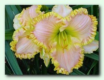 See his Glory (�� ��� ������)