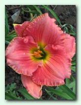 Seminole Wind (�������� ����)