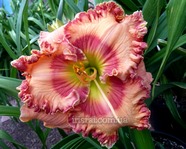 �������� Sense of Wonder