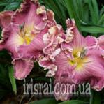 ��������  " SEXY SARA"