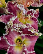 �������� SEXY SAVANNAH 