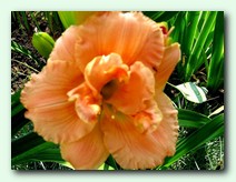 Siloam Dauble Classic (������ ���� �������)