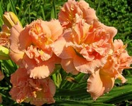 Siloam Double Classic (������ ���� ������)