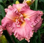 �������� SISTER OF PRAISE