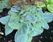 Hosta "Skylight"