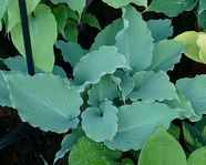 Hosta  Skywriter 