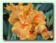 Slang (�����)