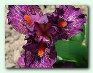 Slow Burn (���� ����)