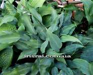 Hosta ' Silver Wedding '