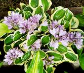 Hosta 'Smiling Mouse '