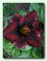 Smith Brothers (���� ������)