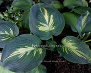 Hosta �Simply Sharon�