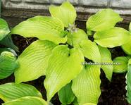 Hosta Soul Shine