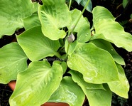 Hosta "Sourpuss"