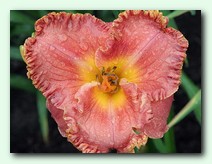 Southern Coral (����� �����)