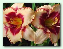 Spacecoast Cherries and Cream (���������� ����� ��� ����)