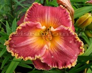 Spacecoas Cranberry  Breeze (���������� ��������  ����)