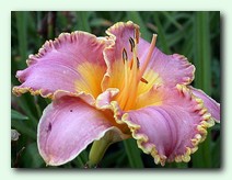 Spacecoast Easy Rider (���������� ��� ������)