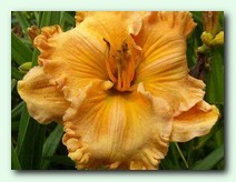 Spacecoast Extrem Fashion (���������� ������� ����)