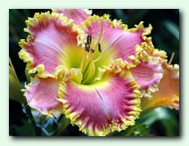 Spacecoast Fantasy Flight (���������� ������� �����)