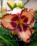 Spacecoast Gator Eye (��������� ����� ���)