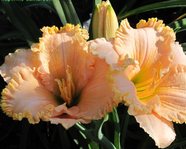 Spacecoast Heavenly Frills