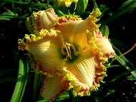 Spacecoast Lunatic Fringe 