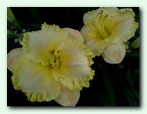 Spacecoast Scrambled (��������� ���������)