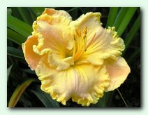 Spacecoast Starbarst (���������� ���������)